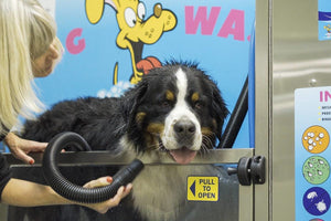 Self serve doggy-wash poised to change dog grooming industry