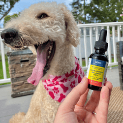 CBD Products Inc. launches Cannabinoid Balance Pet+ for the growing pet CBD market