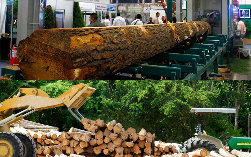EXPO FORESTAL 2018 Impulsará La Productividad Del Sector Forestal