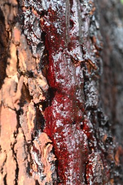 La sangre de drago: su historia, leyendas y beneficios para la piel masculina