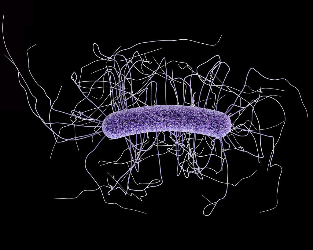 Innovan científicos mexicanos terapia para diarrea agresiva vía microorganismos