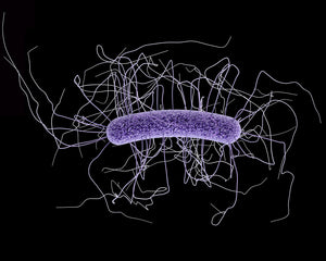 Innovan científicos mexicanos terapia para diarrea agresiva vía microorganismos