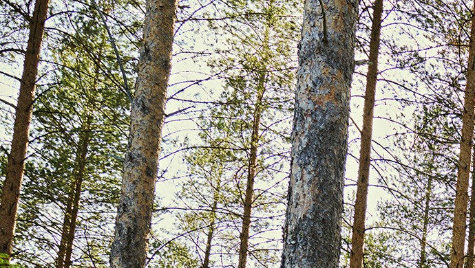 Ponsse launches new technology: an electric forest machine