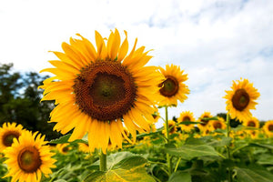 From sunflower side-streams to tasty meat alternatives