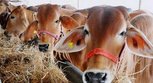 India and China to host IDF World Dairy Summits in 2022 and 2023