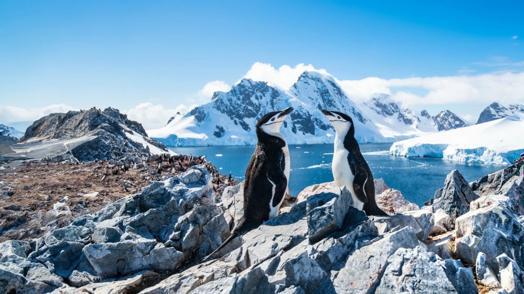 Holland America Line Visits All Seven Continents and Includes an Antarctic Experience on 2026 Grand World Voyage