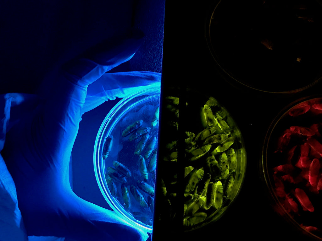La EMA valida la plataforma tecnológica CrisBio®, de Algenex, para la fabricación de vacunas
