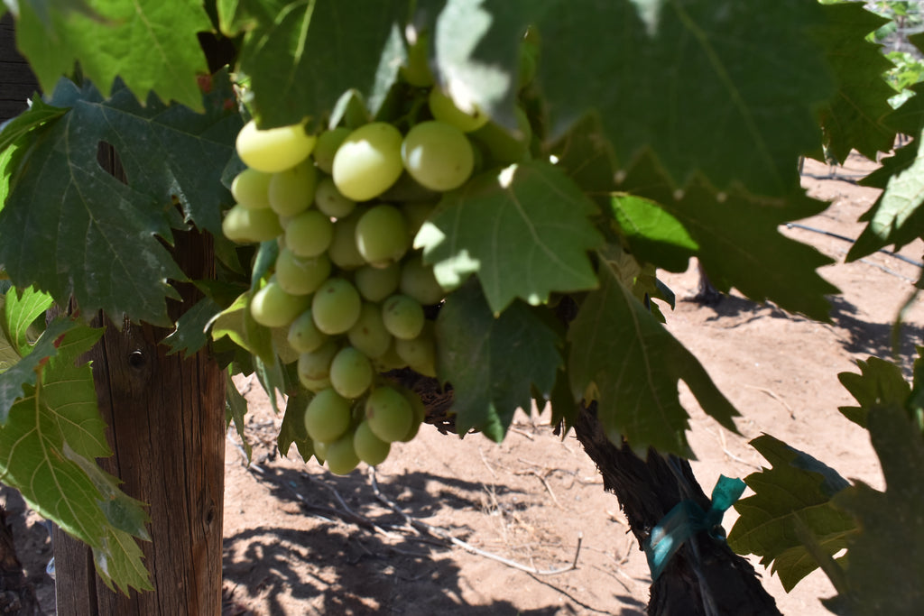 VINO DE BAJA CALIFORNIA OBTIENE MEDALLA DE ORO EN EL CONCURSO MUNDIAL DE BRUSELAS