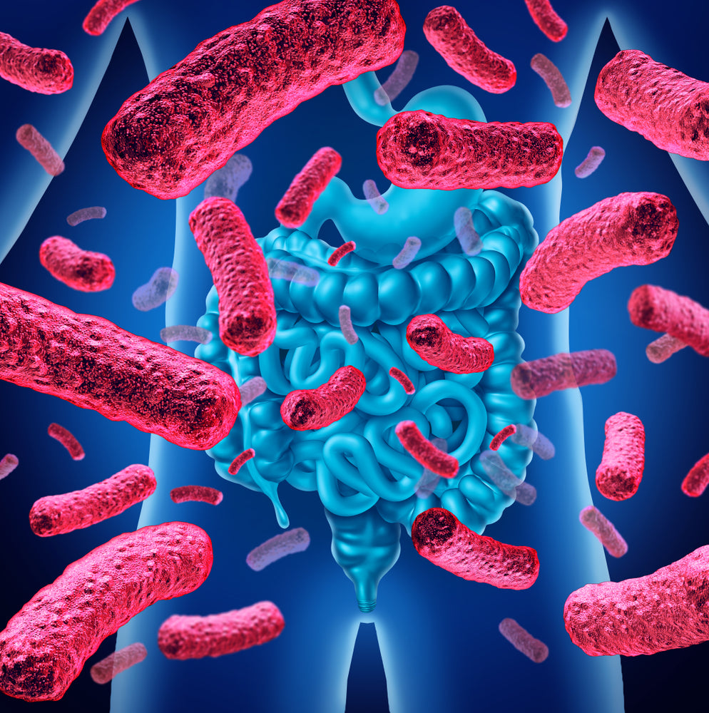 Los 6 mundos de la microbiota que impactan tu salud