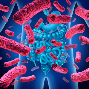 Los 6 mundos de la microbiota que impactan tu salud