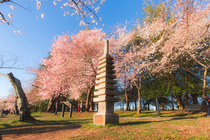 Washington D.C.: ¡Donde la primavera florece en una aventura inolvidable!