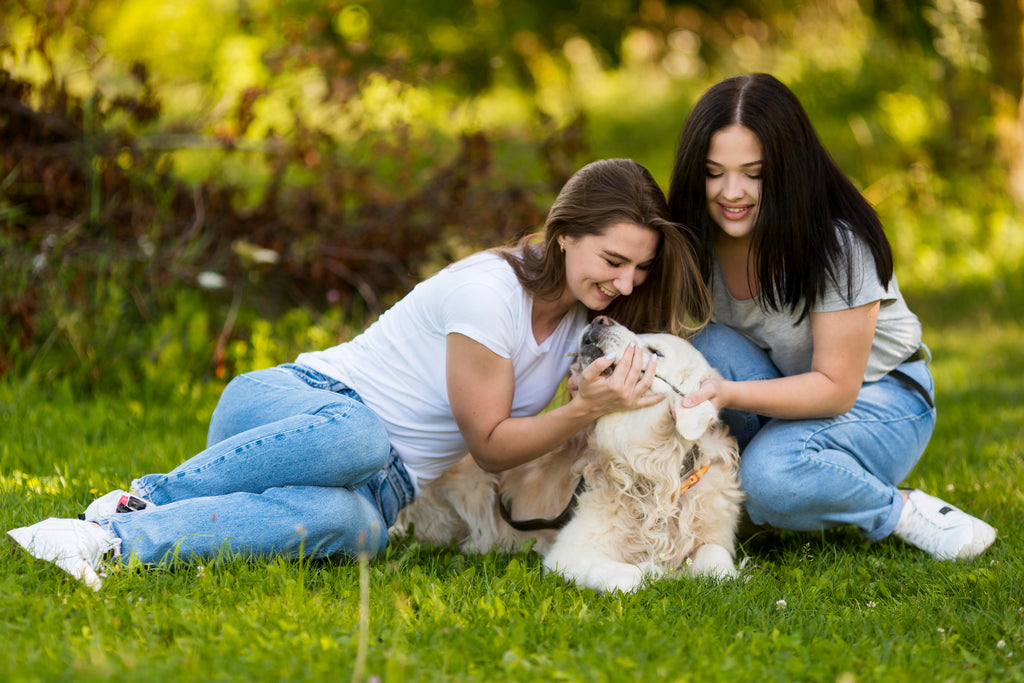 ¿Tu perro tiene la piel dañada? Esto te interesa