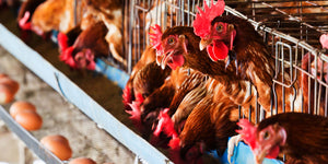 La Digitalización revolucionará la industria de alimentos