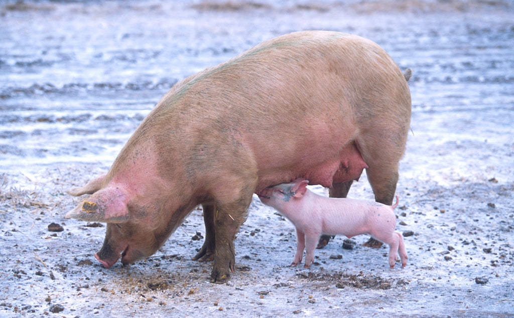 Investigación encontró “superbacterias” en productos de carne de cerdo comercializada por grandes cadenas de supermercados.