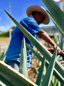 Mezcal de Oaxaca para iniciar el 2019