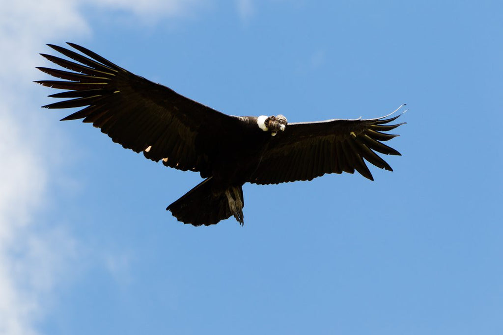 Quito, World Capital of Birdwatching