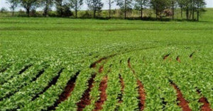Cambio climático y automatización: el desafío que define el futuro de la agricultura