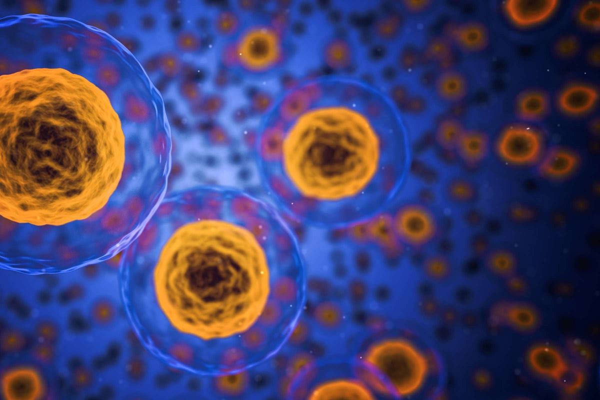 Understanding how motor proteins shape our cells – American Industrial ...