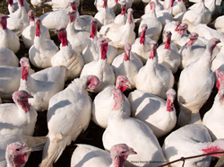 The European Commission Approves Enviva® PRO for Use in Turkeys