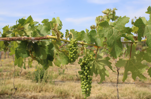 Degusta vinos con vistas majestuosas en Nayarit