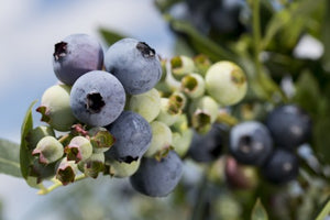 Study shows why ‘aromatic’ blueberries taste better