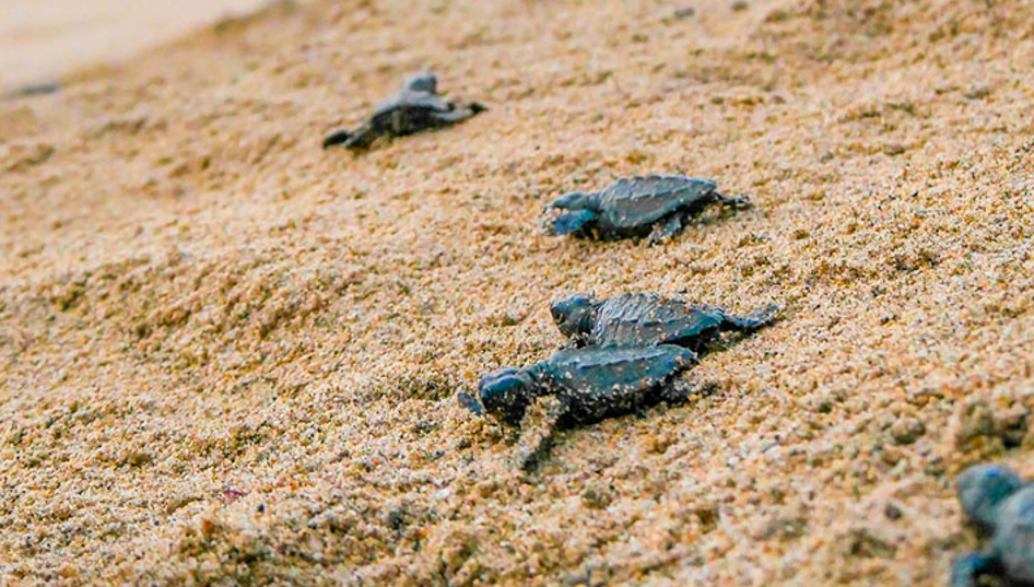 Estos son los lugares que debes tocar para liberar tortugas en Nayarit