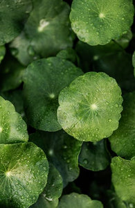 La magia de la centella asiática, planta milenaria para el cuidado de la piel