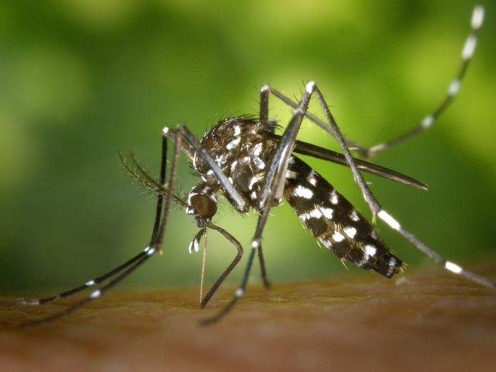 ¿Viajas a Sudamérica? Evita el contagio de fiebre amarilla