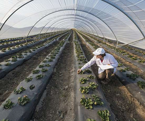 Programa de Circularidad a Gran Escala en México para Abordar el Residuo Plástico en la Agricultura