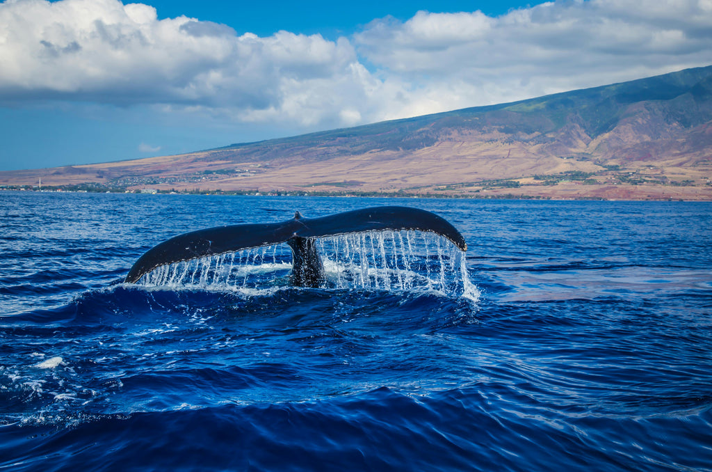 Avistamiento de ballenas: Conoce cuándo y dónde verlas en Nuevo Nayarit