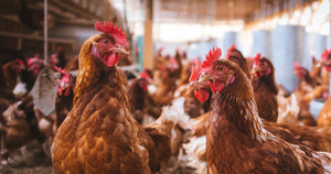 The Open Wing Alliance (OWA) Calls on Jollibee Foods Corporation to Make a Global Cage-Free Egg Commitment
