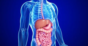 Ajustes en hábitos de vida mejoran salud de microbiota intestinal