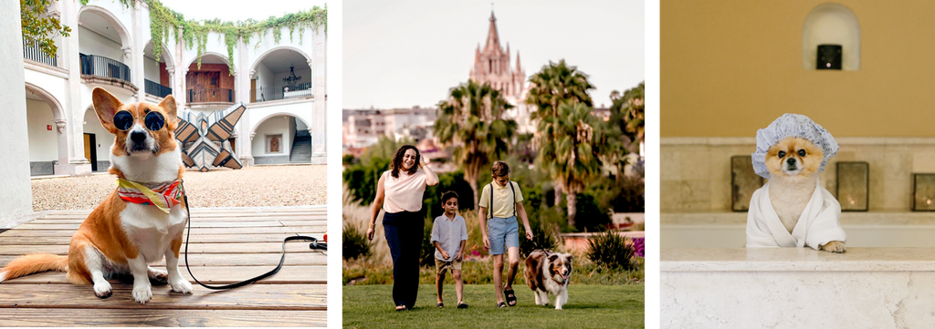 Viaja y disfruta con tu mascota en San Miguel de Allende