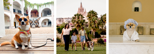 Viaja y disfruta con tu mascota en San Miguel de Allende