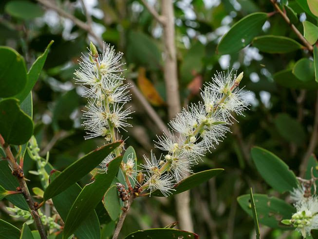Tea Tree Oil: El secreto de la belleza en pieles jóvenes con tendencia grasa.