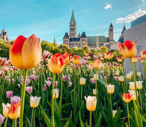 Descubre la experiencia sensorial del Festival de Tulipanes en Ottawa