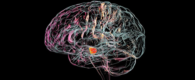 Estudian células que podrían detener la progresión de la enfermedad de Parkinson