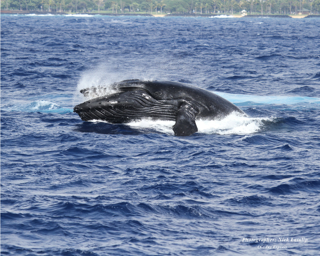 ATLANTIS CRUISES TO LAUNCH DAILY WHALE WATCH CRUISES