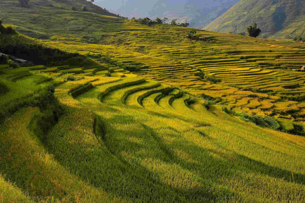 Finding more sustainable ways to cultivate rice crops