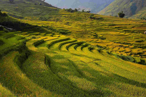 Finding more sustainable ways to cultivate rice crops